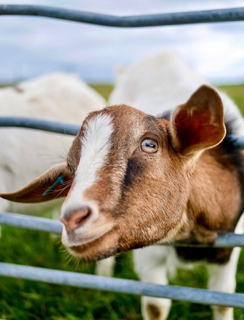 Animals at Desert Star Farm