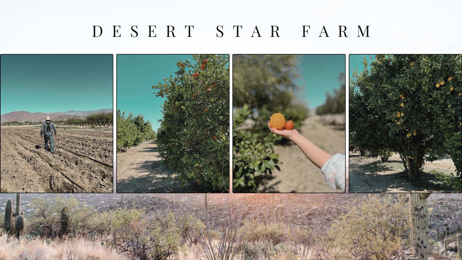 Desert Star Farm